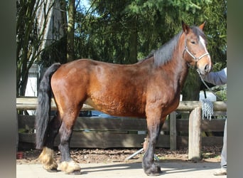 Más caballos de sangre fría, Yegua, 13 años, 160 cm, Castaño