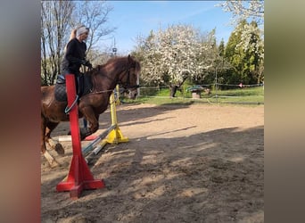 Más caballos de sangre fría Mestizo, Yegua, 13 años, 165 cm, Red Dun/Cervuno