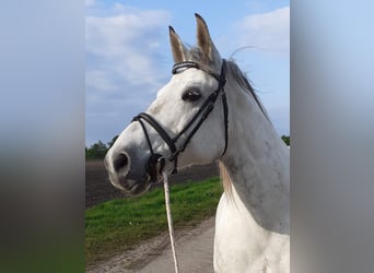 Más caballos de sangre fría Mestizo, Yegua, 15 años, 156 cm, Tordo