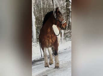 Más caballos de sangre fría, Yegua, 16 años, 158 cm, Pío