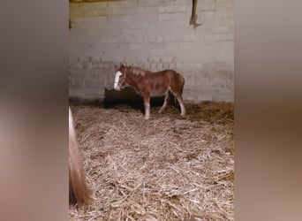 Más caballos de sangre fría, Yegua, 1 año, 140 cm, Alazán