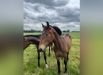 Más caballos de sangre fría, Yegua, 1 año, Castaño oscuro