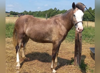 Más caballos de sangre fría Mestizo, Yegua, 3 años, 148 cm, Musgo marrón