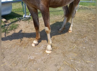 Más caballos de sangre fría Mestizo, Yegua, 3 años, 148 cm, Musgo marrón