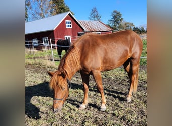 Más caballos de sangre fría, Yegua, 3 años, 150 cm, Castaño claro