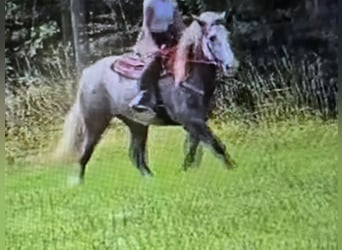 Más caballos de sangre fría, Yegua, 3 años, 154 cm, Tordo rodado