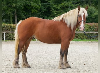 Más caballos de sangre fría, Yegua, 3 años, 160 cm, Alazán