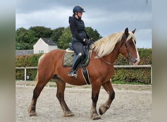 Más caballos de sangre fría, Yegua, 3 años, 160 cm, Castaño