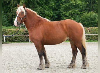 Más caballos de sangre fría, Yegua, 3 años, 160 cm, Castaño