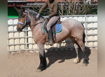 Más caballos de sangre fría, Yegua, 4 años, 155 cm, Musgo marrón