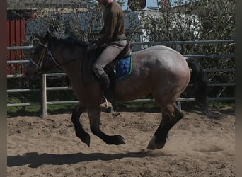 Más caballos de sangre fría, Yegua, 4 años, 155 cm, Musgo marrón
