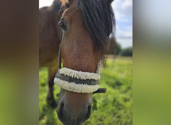 Más caballos de sangre fría Mestizo, Yegua, 4 años, 158 cm, Castaño