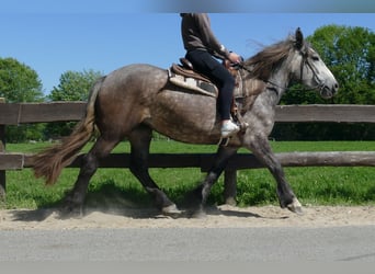 Más caballos de sangre fría, Yegua, 4 años, 162 cm, Tordo rodado