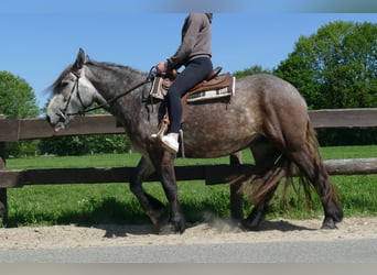 Más caballos de sangre fría, Yegua, 4 años, 162 cm, Tordo rodado