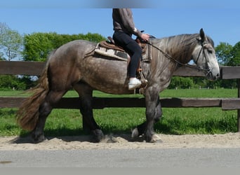 Más caballos de sangre fría, Yegua, 4 años, 162 cm, Tordo rodado