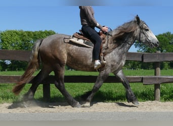 Más caballos de sangre fría, Yegua, 4 años, 162 cm, Tordo rodado