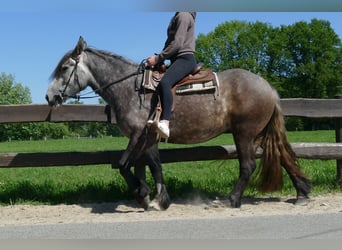 Más caballos de sangre fría, Yegua, 4 años, 162 cm, Tordo rodado