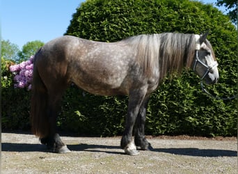 Más caballos de sangre fría, Yegua, 4 años, 162 cm, Tordo rodado