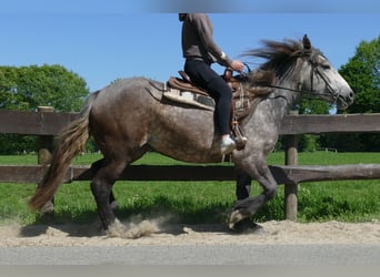 Más caballos de sangre fría, Yegua, 4 años, 162 cm, Tordo rodado