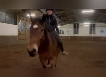 Más caballos de sangre fría, Yegua, 4 años, 164 cm, Castaño oscuro