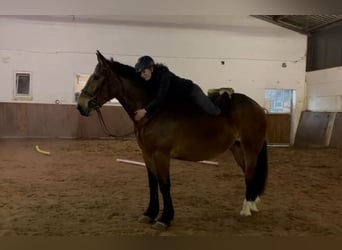 Más caballos de sangre fría, Yegua, 4 años, 164 cm, Castaño oscuro