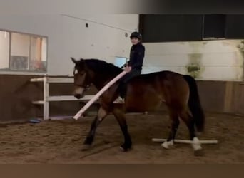 Más caballos de sangre fría, Yegua, 4 años, 164 cm, Castaño oscuro