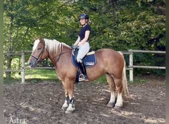 Más caballos de sangre fría, Yegua, 4 años, Alazán