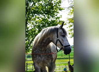 Más caballos de sangre fría, Yegua, 5 años, 155 cm, Tordo