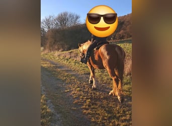 Más caballos de sangre fría, Yegua, 5 años, 157 cm, Alazán