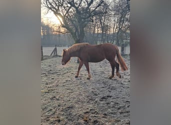 Más caballos de sangre fría, Yegua, 5 años, 157 cm, Alazán