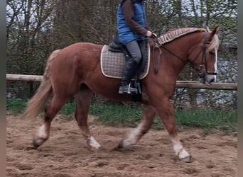 Más caballos de sangre fría, Yegua, 5 años, 160 cm, Alazán