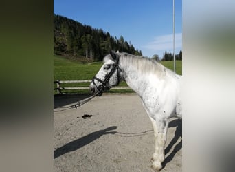 Más caballos de sangre fría, Yegua, 5 años, 160 cm, Atigrado/Moteado