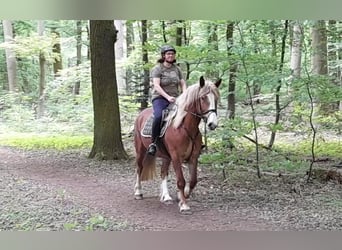 Más caballos de sangre fría, Yegua, 5 años, 162 cm, Alazán
