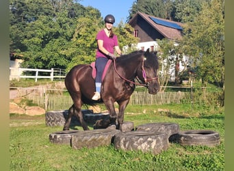 Más caballos de sangre fría, Yegua, 5 años, 162 cm, Negro