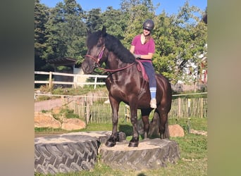 Más caballos de sangre fría, Yegua, 5 años, 162 cm, Negro