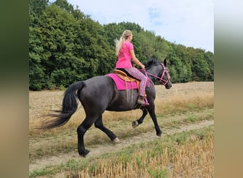 Más caballos de sangre fría, Yegua, 5 años, 167 cm, Negro