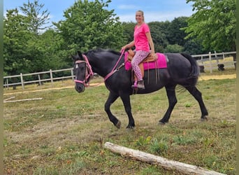 Más caballos de sangre fría, Yegua, 5 años, 167 cm, Negro