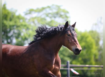 Más caballos de sangre fría, Yegua, 6 años, 148 cm, Castaño