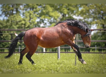 Más caballos de sangre fría, Yegua, 6 años, 148 cm, Castaño