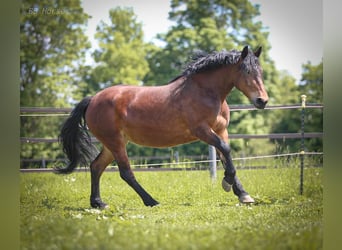 Más caballos de sangre fría, Yegua, 6 años, 148 cm, Castaño