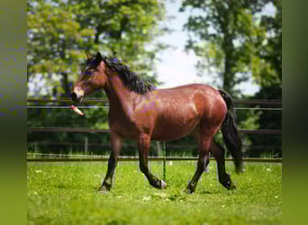 Más caballos de sangre fría, Yegua, 6 años, 148 cm, Castaño