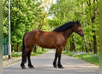 Más caballos de sangre fría, Yegua, 6 años, 160 cm, Castaño