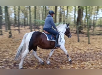 Más caballos de sangre fría, Yegua, 6 años, 160 cm, Pío