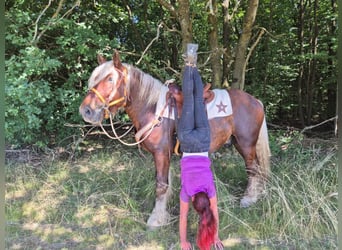 Más caballos de sangre fría, Yegua, 6 años, 165 cm, Alazán-tostado