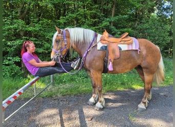 Más caballos de sangre fría, Yegua, 6 años, 165 cm, Alazán-tostado