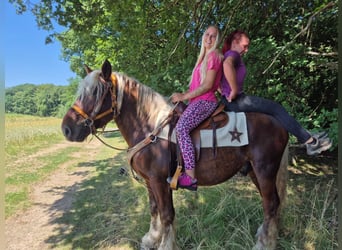 Más caballos de sangre fría, Yegua, 6 años, 165 cm, Alazán-tostado
