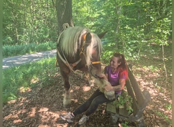 Más caballos de sangre fría, Yegua, 6 años, 165 cm, Alazán-tostado