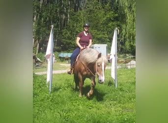 Más caballos de sangre fría, Yegua, 7 años, 157 cm, Alazán