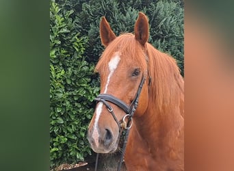 Más caballos de sangre fría, Yegua, 7 años, 157 cm, Alazán rojizo