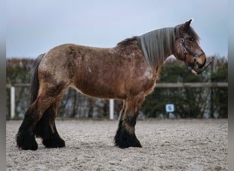 Más caballos de sangre fría, Yegua, 7 años, 158 cm, Tordo ruano